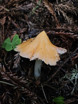  ( - HAY-F-003357)  @11 [ ] by (2023) Mandy Hackney Fungal Diversity Survey