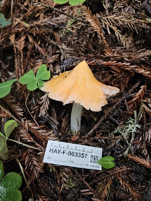  ( - HAY-F-003357)  @11 [ ] by (2023) Mandy Hackney Fungal Diversity Survey