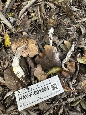  ( - HAY-F-001684)  @11 [ ] by-nc (2023) Bat Vardeh Fungal Diversity Survey