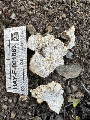  (Perenniporia sp. meridionalis-CA01 - HAY-F-001683)  @11 [ ] by-nc (2023) Bat Vardeh Fungal Diversity Survey