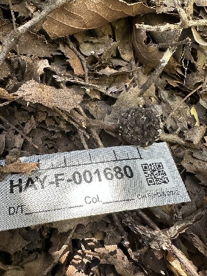  ( - HAY-F-001680)  @11 [ ] by-nc (2023) Bat Vardeh Fungal Diversity Survey