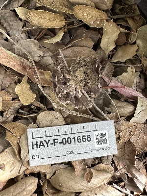  ( - HAY-F-001666)  @11 [ ] by-nc (2023) Bat Vardeh Fungal Diversity Survey
