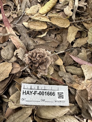  ( - HAY-F-001666)  @11 [ ] by-nc (2023) Bat Vardeh Fungal Diversity Survey