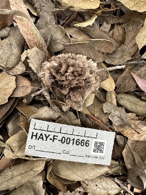  ( - HAY-F-001666)  @11 [ ] by-nc (2023) Bat Vardeh Fungal Diversity Survey
