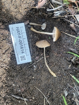  ( - HAY-F-001614)  @11 [ ] by-nc (2023) Bat Vardeh Fungal Diversity Survey