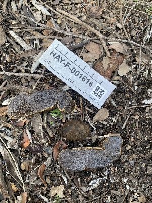  ( - HAY-F-001616)  @11 [ ] by-nc (2023) Bat Vardeh Fungal Diversity Survey