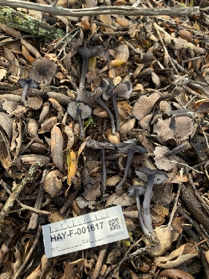  ( - HAY-F-001617)  @11 [ ] by-nc (2023) Bat Vardeh Fungal Diversity Survey
