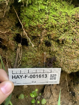  ( - HAY-F-001613)  @11 [ ] by-nc (2023) Bat Vardeh Fungal Diversity Survey