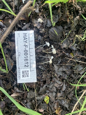  ( - HAY-F-001612)  @11 [ ] by-nc (2023) Bat Vardeh Fungal Diversity Survey