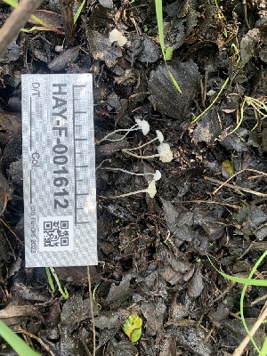  ( - HAY-F-001612)  @11 [ ] by-nc (2023) Bat Vardeh Fungal Diversity Survey