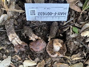  ( - HAY-F-001632)  @11 [ ] by-nc (2023) Bat Vardeh Fungal Diversity Survey