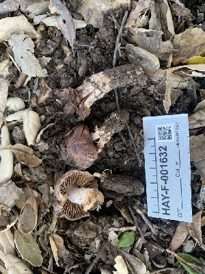  ( - HAY-F-001632)  @11 [ ] by-nc (2023) Bat Vardeh Fungal Diversity Survey