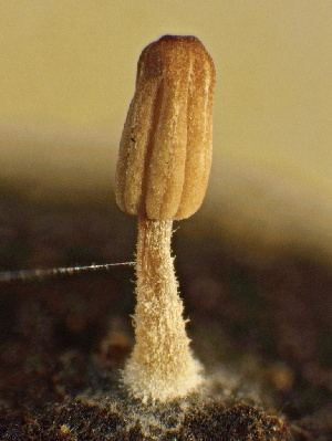  (Parasola sp. cuniculorum-CA01 - HAY-F-002705)  @11 [ ] c (2023) Rudy Diaz Fungal Diversity Survey