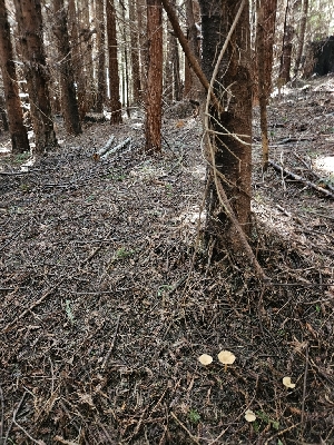  ( - HAY-F-003323)  @11 [ ] by (2023) Mandy Hackney Fungal Diversity Survey