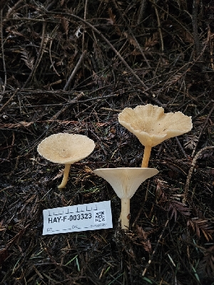  ( - HAY-F-003323)  @11 [ ] by (2023) Mandy Hackney Fungal Diversity Survey