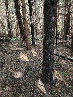  ( - HAY-F-003327)  @11 [ ] by (2023) Mandy Hackney Fungal Diversity Survey