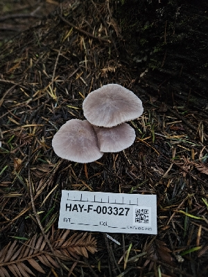  ( - HAY-F-003327)  @11 [ ] by (2023) Mandy Hackney Fungal Diversity Survey
