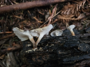  ( - HAY-F-003319)  @11 [ ] by (2023) Mandy Hackney Fungal Diversity Survey
