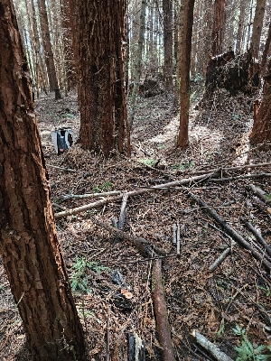  ( - HAY-F-003319)  @11 [ ] by (2023) Mandy Hackney Fungal Diversity Survey