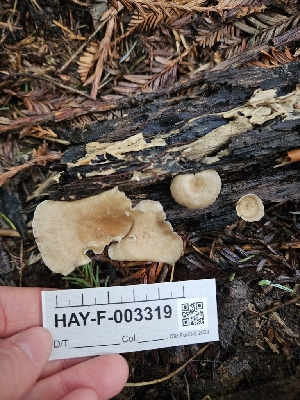  ( - HAY-F-003319)  @11 [ ] by (2023) Mandy Hackney Fungal Diversity Survey