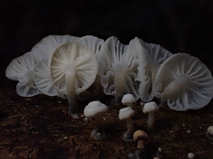  ( - HAY-F-003324)  @11 [ ] by (2023) Mandy Hackney Fungal Diversity Survey