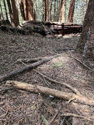  ( - HAY-F-003324)  @11 [ ] by (2023) Mandy Hackney Fungal Diversity Survey