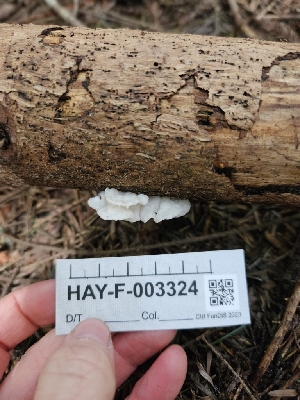  ( - HAY-F-003324)  @11 [ ] by (2023) Mandy Hackney Fungal Diversity Survey