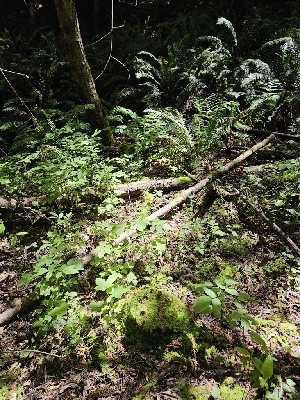  ( - HAY-F-003321)  @11 [ ] by (2023) Mandy Hackney Fungal Diversity Survey