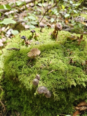  ( - HAY-F-003321)  @11 [ ] by (2023) Mandy Hackney Fungal Diversity Survey