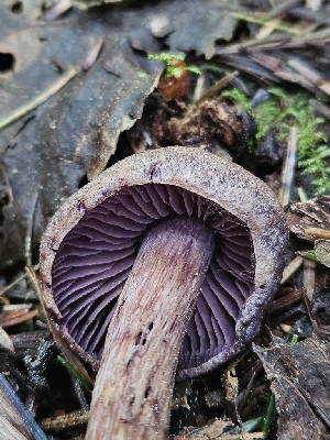  ( - HAY-F-003322)  @11 [ ] by (2023) Mandy Hackney Fungal Diversity Survey