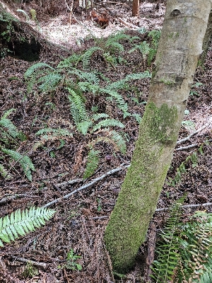  ( - HAY-F-003322)  @11 [ ] by (2023) Mandy Hackney Fungal Diversity Survey