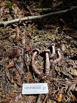  ( - HAY-F-003322)  @11 [ ] by (2023) Mandy Hackney Fungal Diversity Survey