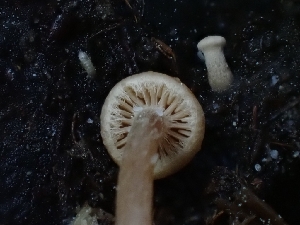  ( - HAY-F-003358)  @11 [ ] by (2023) Mandy Hackney Fungal Diversity Survey