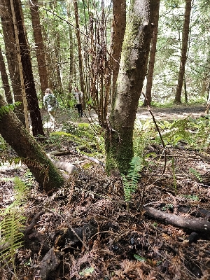  ( - HAY-F-003358)  @11 [ ] by (2023) Mandy Hackney Fungal Diversity Survey