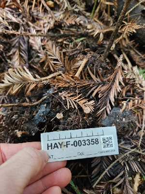  ( - HAY-F-003358)  @11 [ ] by (2023) Mandy Hackney Fungal Diversity Survey