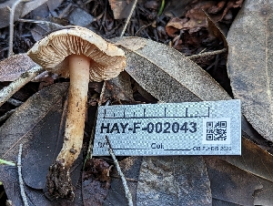  (Lepiota rhodophylla - HAY-F-002043)  @11 [ ] by-nc (2023) Stu Pickell Fungal Diversity Survey