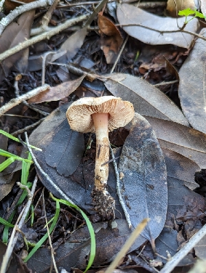  ( - HAY-F-002043)  @11 [ ] by-nc (2023) Stu Pickell Fungal Diversity Survey