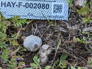  (Disciseda sp. CA04 - HAY-F-002080)  @11 [ ] by-nc (2023) Stu Pickell Fungal Diversity Survey