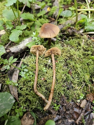  ( - HAY-F-003330)  @11 [ ] by (2023) Mandy Hackney Fungal Diversity Survey