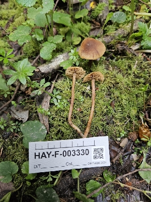  ( - HAY-F-003330)  @11 [ ] by (2023) Mandy Hackney Fungal Diversity Survey