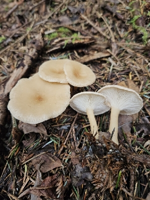  ( - HAY-F-003329)  @11 [ ] by (2023) Mandy Hackney Fungal Diversity Survey