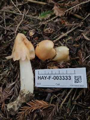  (Porpolomopsis - HAY-F-003333)  @11 [ ] by (2023) Mandy Hackney Fungal Diversity Survey