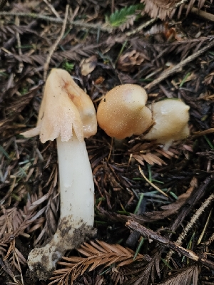  ( - HAY-F-003333)  @11 [ ] by (2023) Mandy Hackney Fungal Diversity Survey