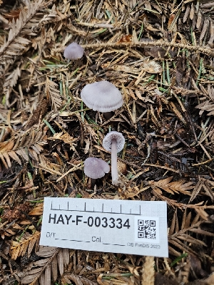  ( - HAY-F-003334)  @11 [ ] by (2023) Mandy Hackney Fungal Diversity Survey