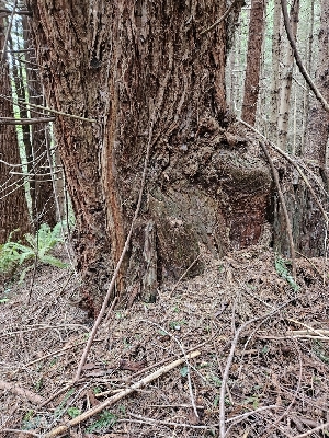  ( - HAY-F-003334)  @11 [ ] by (2023) Mandy Hackney Fungal Diversity Survey