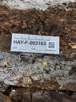  ( - HAY-F-003163)  @11 [ ] by-nc (2023) Dean Lyons Fungal Diversity Survey