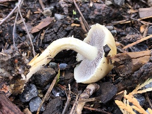  ( - HAY-F-003162)  @11 [ ] by-nc (2023) Dean Lyons Fungal Diversity Survey