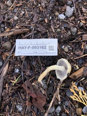  ( - HAY-F-003162)  @11 [ ] by-nc (2023) Dean Lyons Fungal Diversity Survey