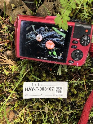  ( - HAY-F-003107)  @11 [ ] by-nc (2023) Dean Lyons Fungal Diversity Survey
