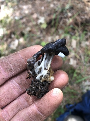  ( - HAY-F-003160)  @11 [ ] by-nc (2023) Dean Lyons Fungal Diversity Survey